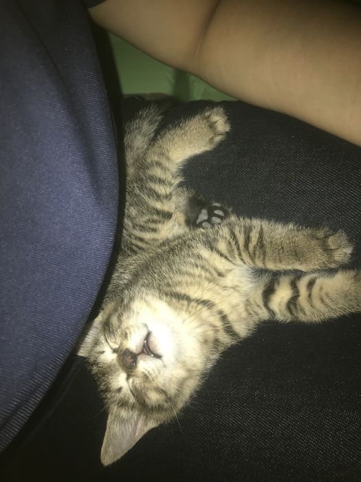 Отдам котенка в хорошие руки