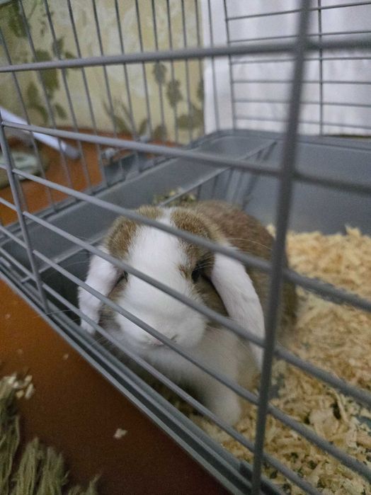 Кролик декоративная  Quyon karlik baran