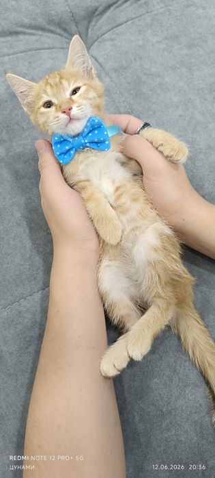 Рыжий очаровательный которебёнок