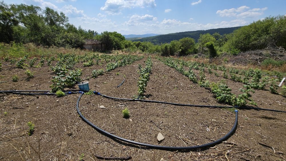 Продава се Парцел в с. Прибой, Област Перник - 2300 кв.м за 8 €/кв.м - Снимка #4