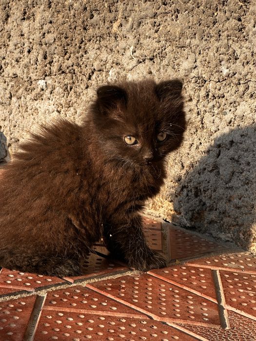 Отдам 3 котят в хорошие руки