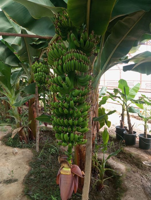 Karalivski banan Qizil banan Karlik pakana papaya koʻchatlari OPTOM