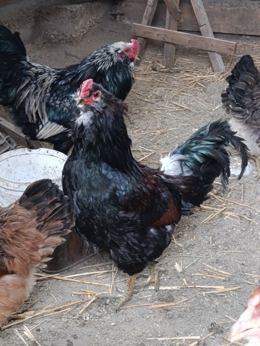 Ouă pt incubat Ameraucana