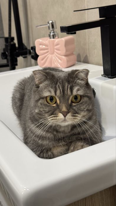 Продам кошку в ДОБРЫЕ РУКИ