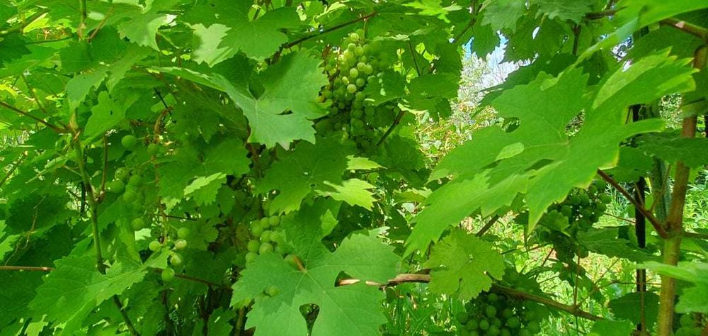 продам дачу в черте города