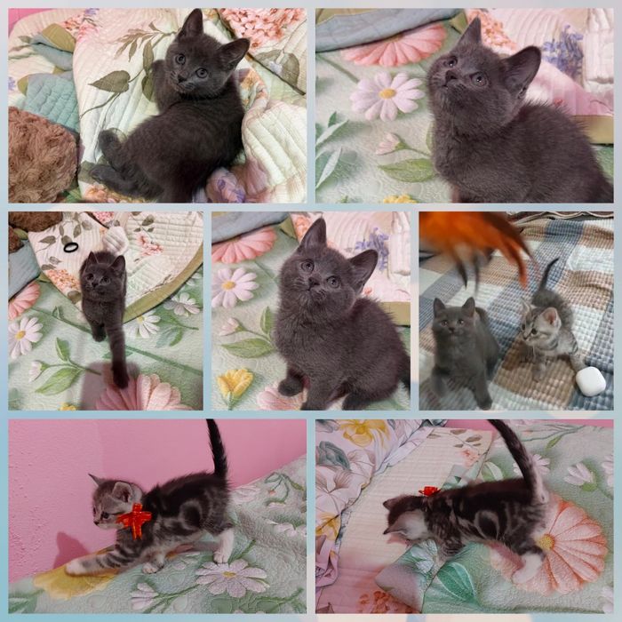 Котята шатланцы 2 девочка 1 мальчика