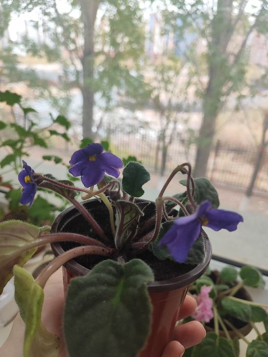 Фиалки в горшке разные