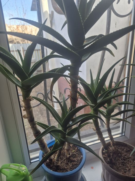 Алоэ Вера лечебный.