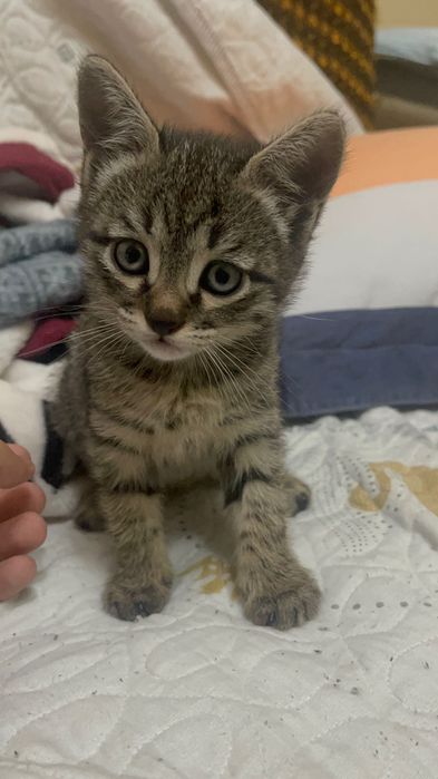 Котенок, возраст около месяца