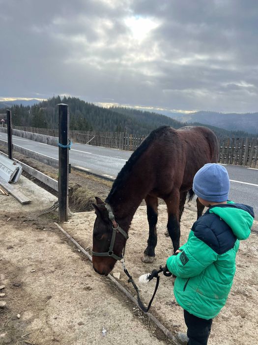 Manz armasar cal schimb oi sau vaci