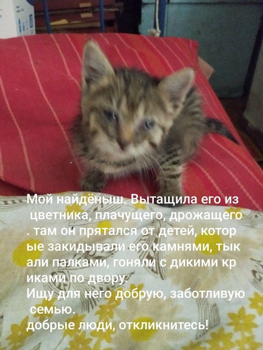 Отдам в добрые руки