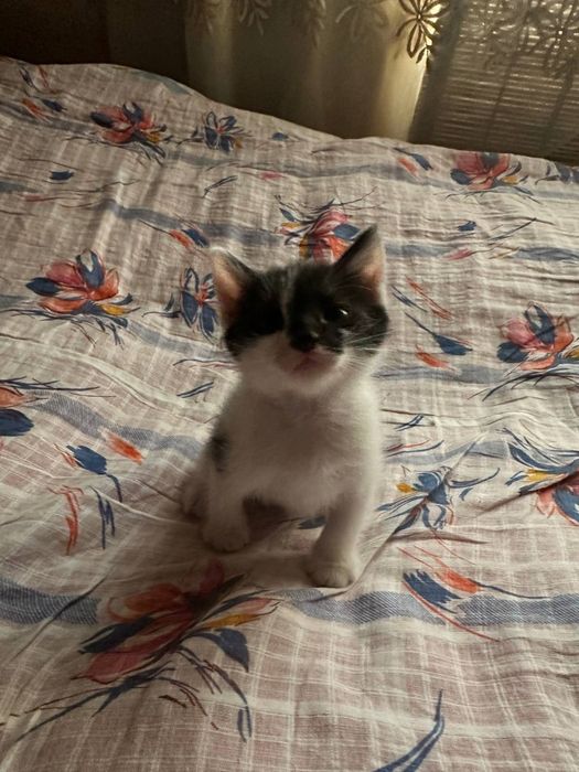 Отдам даром котят в любящие руки