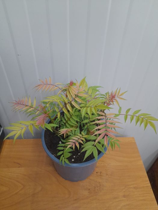 Сорбария (Sorbaria Sorb."Sem"®)