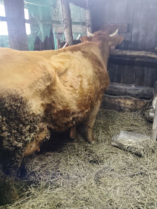 Продам.   корову