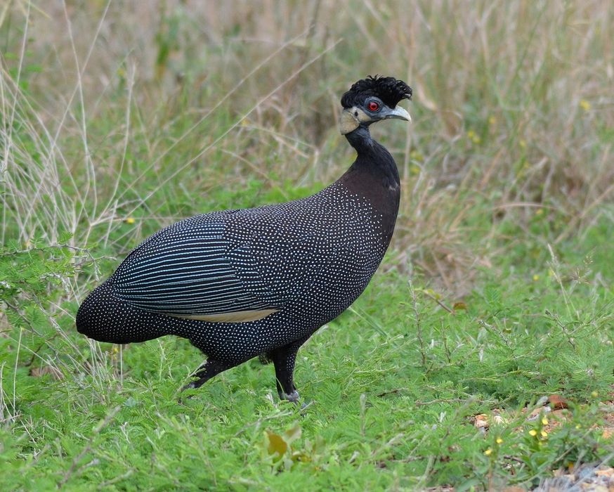 Sesarka sotiladi !!! Сесарка бор