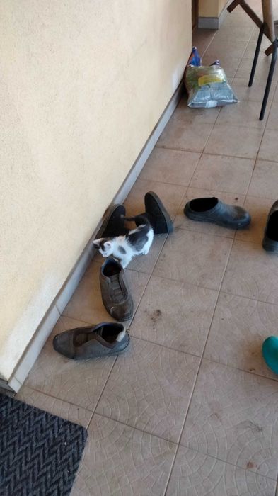 Pisoi rasa romaneasca