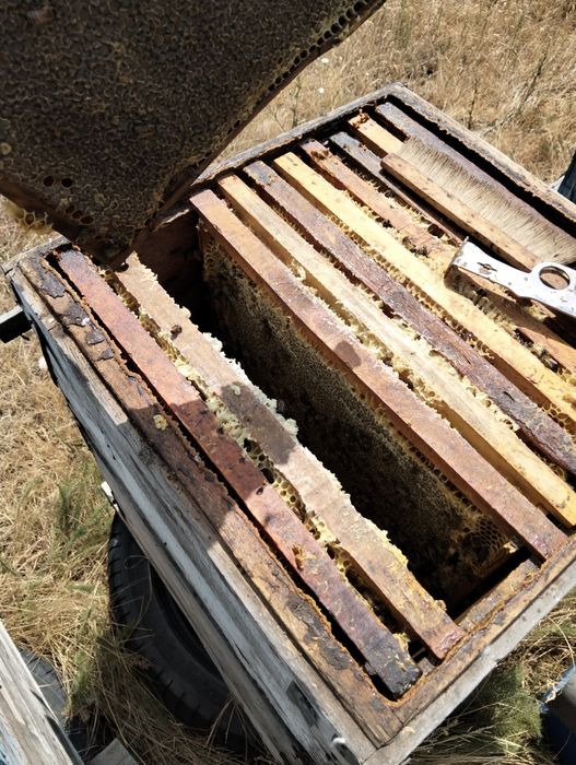 Мёд горное разнотравие