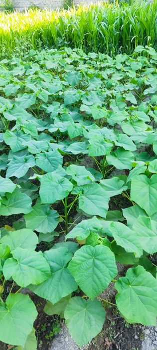 Pavloniya koʻchatlari sotiladi