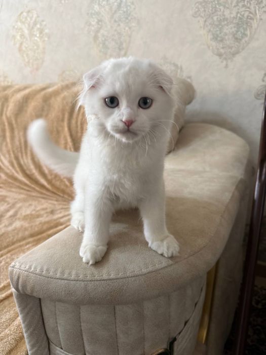 Biritanisky shinshilla