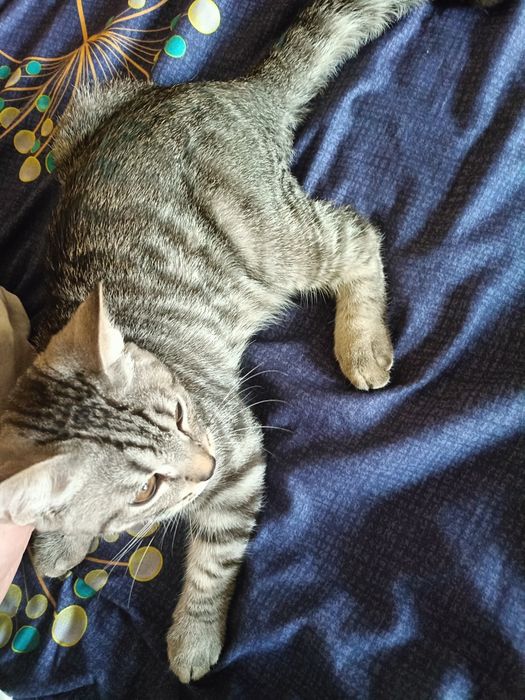 Отдам котенка британец