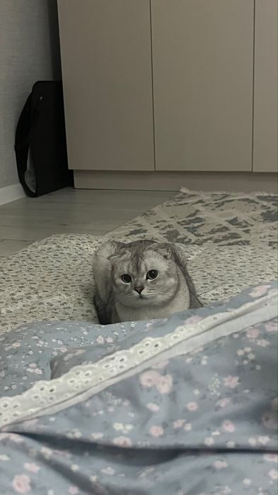 Шотландский веслоухий кошка