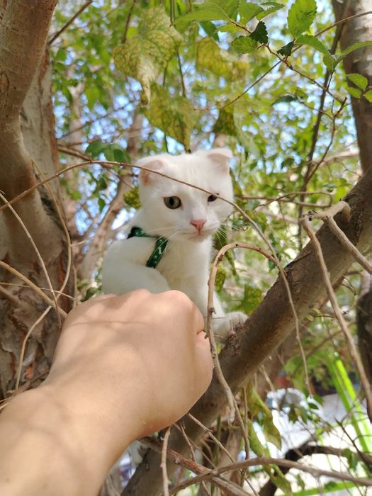 Пропала кошка по имени Арчи