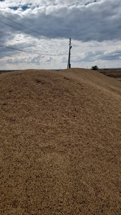 Продам  Ячмень Урожай 2025