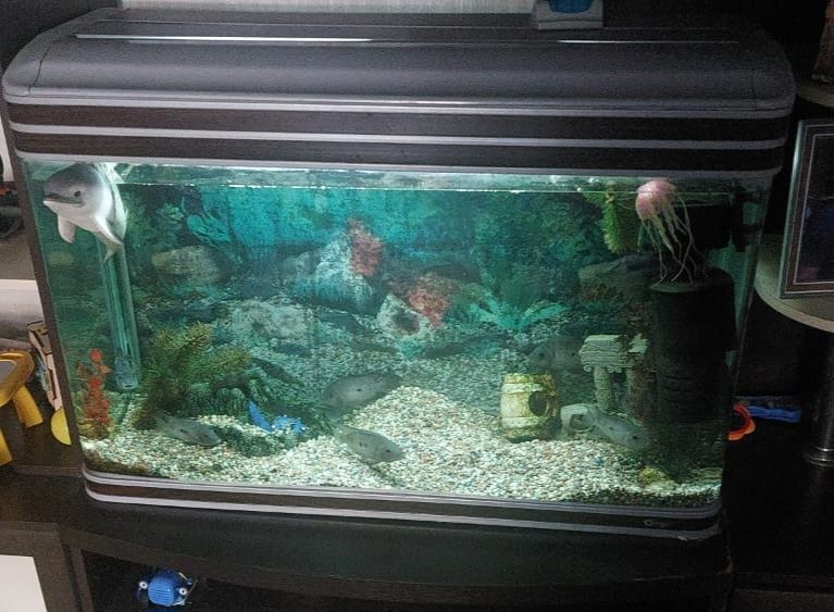 Продам большой шикарный аквариум