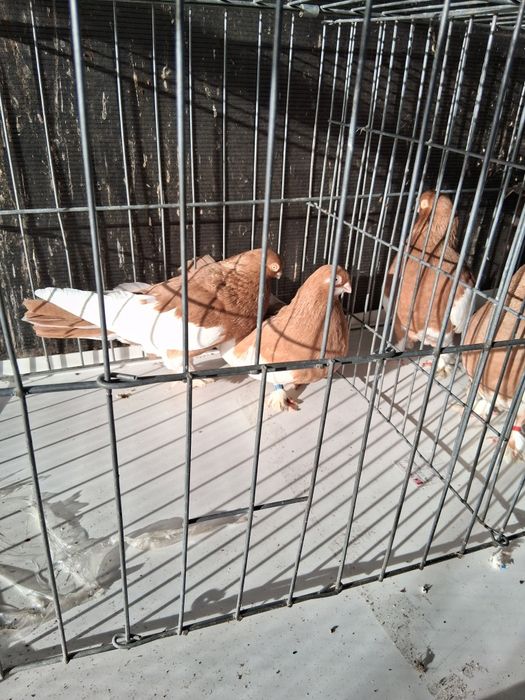 Vând porumbei baltati