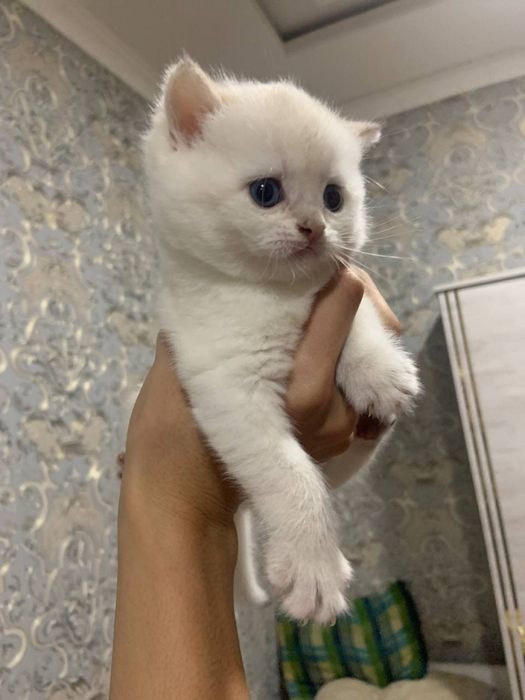 Golden point cat