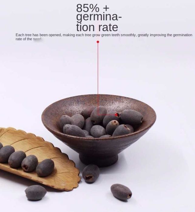 Seminte de lotus culoare mixta alb , bordo , pink