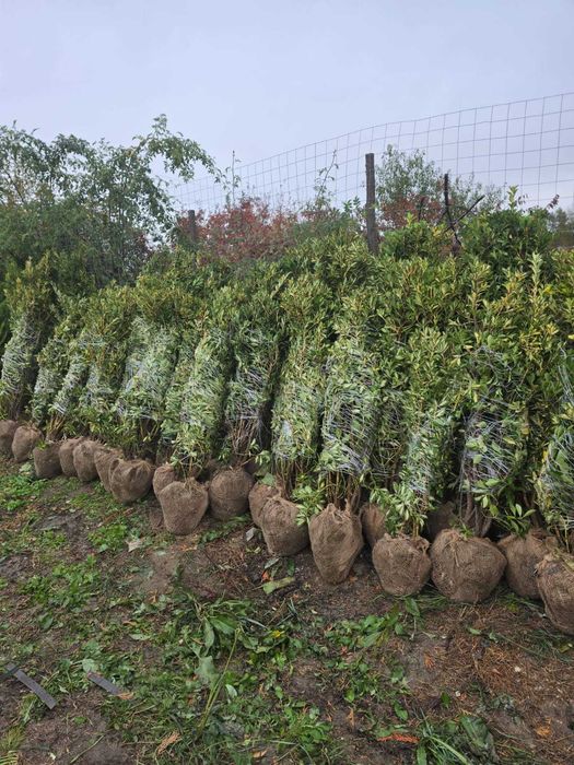 Euonymus Aclimatizat la Balot – Fără Stres la Transplantare!