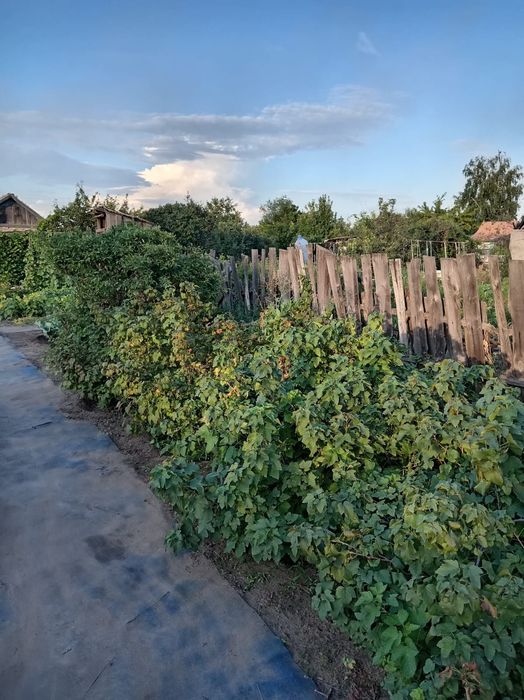 Продам дачу сад Южный