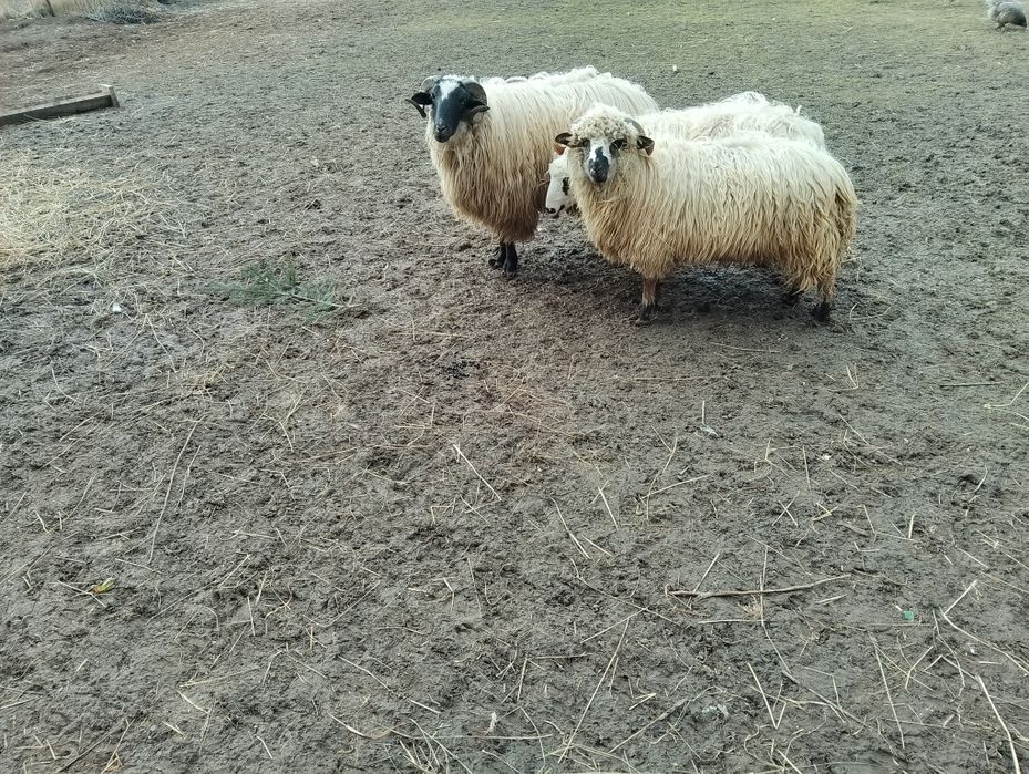 Berbec breaz 2 ani bun de tinut