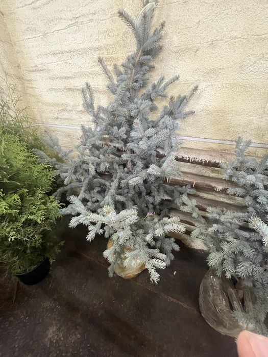 Голубые ели блю даймонд