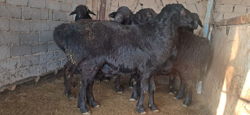 Кучкорлар сотилади срочна