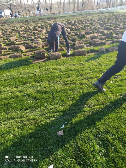 Gazon ekamiz, tayyor rulon Gazonlar bor bir kunda urnatib beramiz