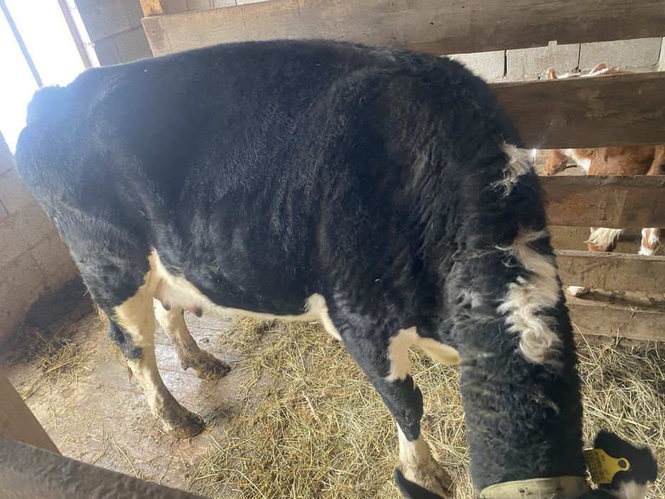 Бұзаулы сиыр сатылады