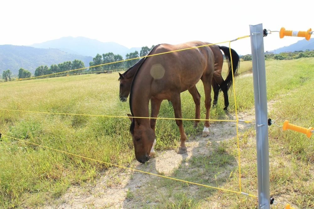 Пастух Электропастух!!!