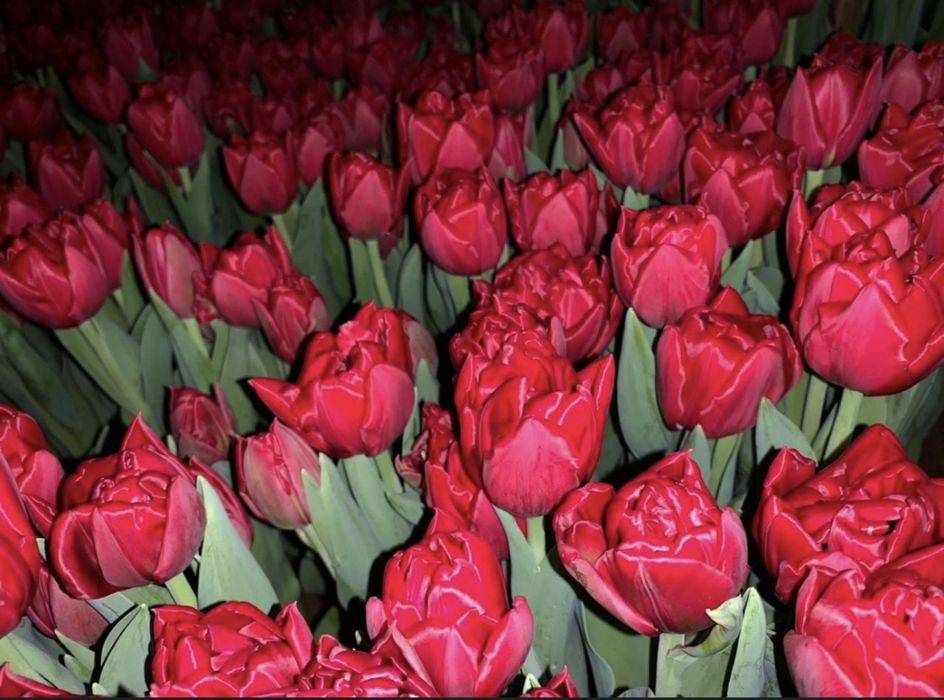 ТЮЛЬПАНЫ на 8 марта!