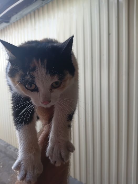 Отдам кошку 4 месяца