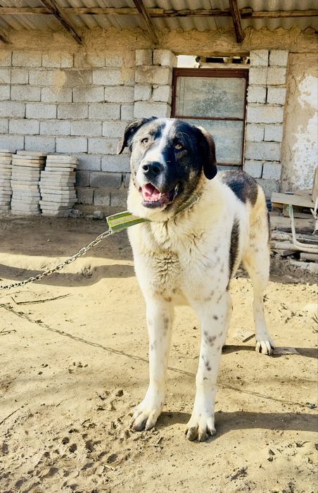 Алабай сатылады( продам Алабай)