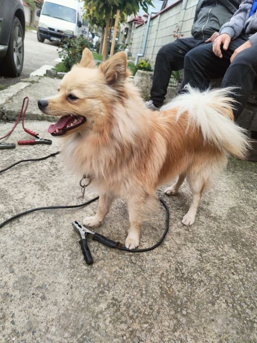 Свободен Мъжки Шпиц на 1 година