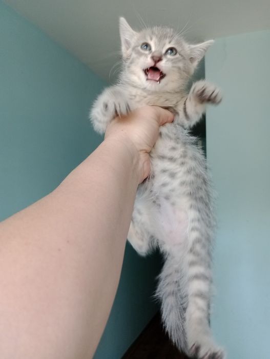 Котята продам...