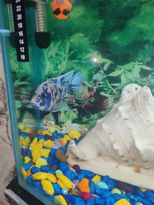 Afrika hichnik baliklari kelishilgan,narxda arzon sotiladi