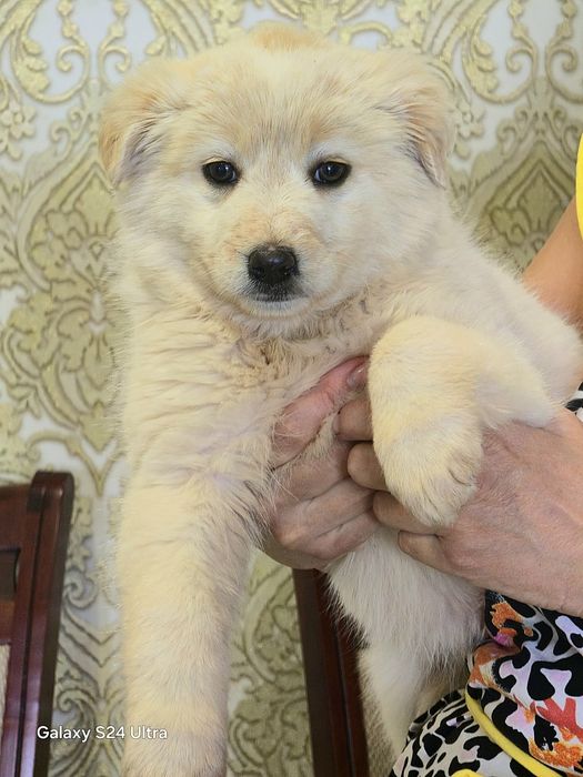 Золотые медвежатки