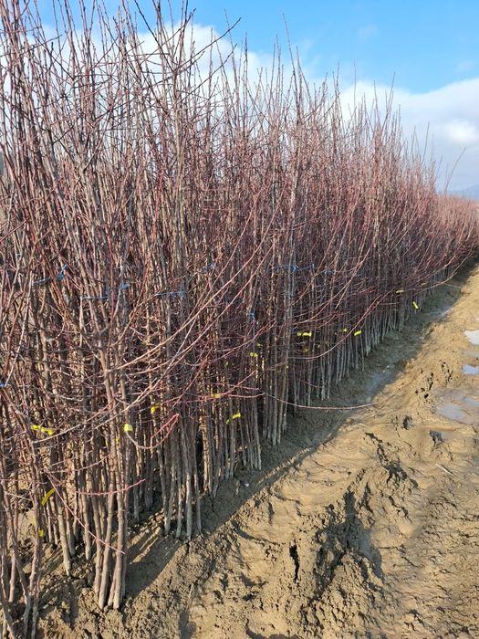 Pomi fructiferi diferite soiuri și speci