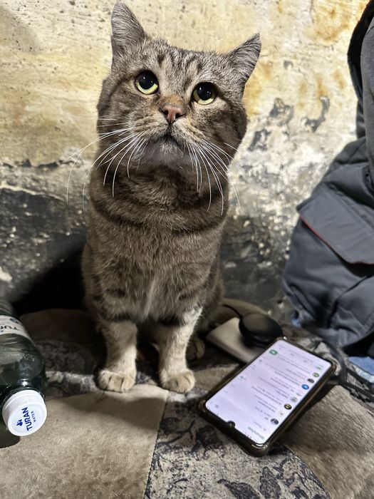 Замечательный Котик ищет дом ,найдитесь добрые ручки!