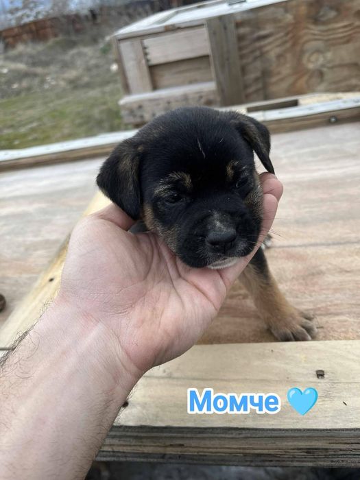 Кучета, които търсят спешно дом