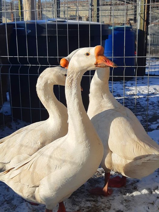 Ouă gâscă Chinezească lebădă!